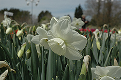 Stainless Daffodil (Narcissus 'Stainless') at English Gardens