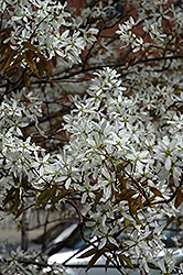 Spring Flurry Serviceberry (Amelanchier laevis 'JFS-Arb') at English Gardens