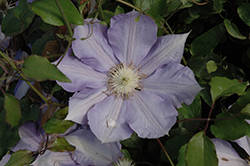 H.F. Young Clematis (Clematis 'H.F. Young') at English Gardens