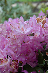 Minnetonka Rhododendron (Rhododendron 'Minnetonka') at English Gardens