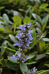 Blueberry Muffin Bugleweed (Ajuga reptans 'Blueberry Muffin') at English Gardens