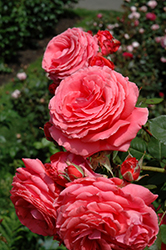 America Rose (Rosa 'JACclam') at English Gardens