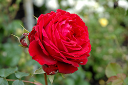 All Ablaze Rose (Rosa 'WEKsamsou') at English Gardens