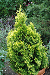 Forever Goldy Arborvitae (Thuja plicata '4ever') at English Gardens