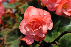 Double Delight Blush Rose Begonia (Begonia 'Kerbespiros') at English Gardens