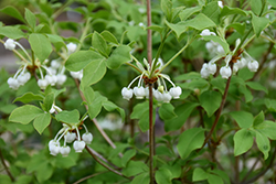 White Enkianthus (Enkianthus perulatus) at English Gardens