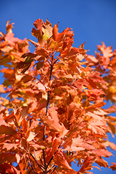 Commemoration Sugar Maple (Acer saccharum 'Commemoration') at English Gardens