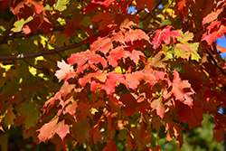 Autumn Splendor Sugar Maple (Acer saccharum 'Autumn Splendor') at English Gardens