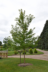 Matador Maple (Acer x freemanii 'Bailston') at English Gardens