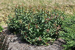 Kodiak Red Diervilla (Diervilla 'G2X885411') at English Gardens