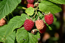 Latham Raspberry (Rubus 'Latham') at English Gardens