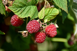 Prelude Raspberry (Rubus 'Prelude') at English Gardens