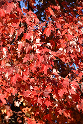 Matador Maple (Acer x freemanii 'Bailston') at English Gardens