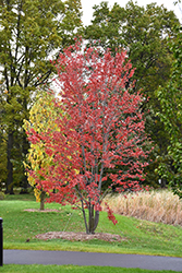 Redpointe Red Maple (clump) (Acer rubrum 'Frank Jr.') at English Gardens