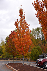 Armstrong Gold Red Maple (Acer rubrum 'JFS-KW78') at English Gardens