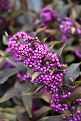 Pearl Glam Beautyberry (Callicarpa 'NCCX2') at English Gardens