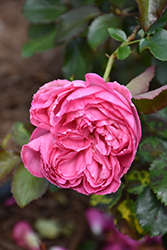 Pretty In Pink Eden Rose (Rosa 'Margaret Mae') at English Gardens