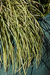 EverColor Eversheen Japanese Sedge (Carex oshimensis 'Eversheen') at English Gardens