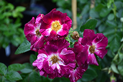 Purple Splash Rose (Rosa 'Purple Splash') at English Gardens