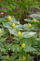 Yellow Trillium (Trillium luteum) at English Gardens