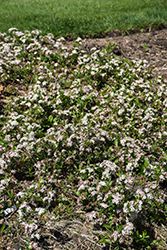 Ground Hug Aronia (Aronia melanocarpa 'UCONNAM012') at English Gardens