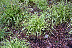 EverColor Everoro Japanese Sedge (Carex oshimensis 'Everoro') at English Gardens