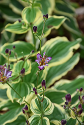 Samurai Toad Lily (Tricyrtis formosana 'Samurai') at English Gardens