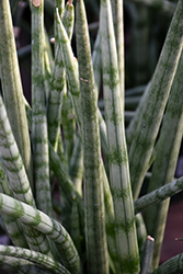 Cylindrical Snake Plant (Sansevieria cylindrica) at English Gardens