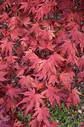 Purple Ghost Japanese Maple (Acer palmatum 'Purple Ghost') at English Gardens