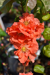 Double Take Peach Flowering Quince (Chaenomeles speciosa 'NCCS4') at English Gardens
