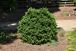 Gordo Boxwood (Buxus 'Conrowe') at English Gardens