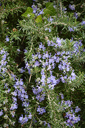Trailing Rosemary (Rosmarinus officinalis 'Prostratus') at English Gardens