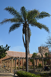Queen Palm (Syagrus romanzoffiana) at English Gardens