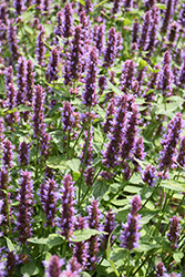 Beelicious Purple Hyssop (Agastache 'Agapd') at English Gardens