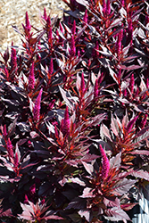 Kelos Fire Purple Celosia (Celosia 'Kelos Fire Purple') at English Gardens