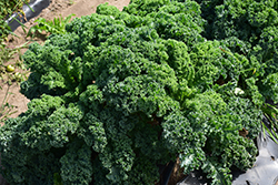 Kale (Brassica oleracea var. sabellica) at English Gardens