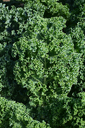 Kale (Brassica oleracea var. sabellica) at English Gardens