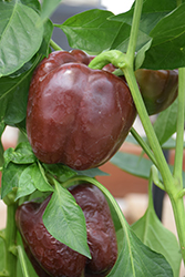 Chocolate Bell Pepper (Capsicum annuum 'Chocolate Bell') at English Gardens