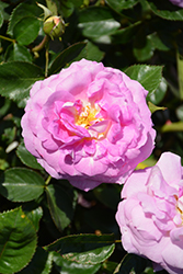 Arctic Blue Rose (Rosa 'WEKblufytirar') at English Gardens