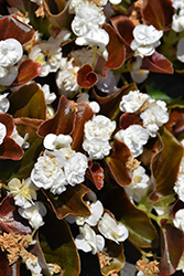 Double Up White Begonia (Begonia 'Double Up White') at English Gardens