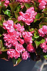 Double Up Pink Begonia (Begonia 'Double Up Pink') at English Gardens