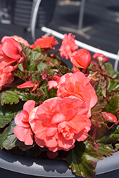 Double Delight Blush Rose Begonia (Begonia 'Kerbespiros') at English Gardens