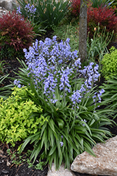 Spanish Bluebell (Hyacinthoides hispanica) at English Gardens