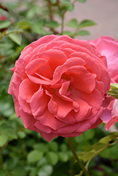 America Rose (Rosa 'JACclam') at English Gardens