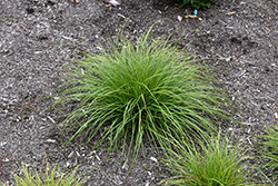 Pennsylvania Sedge (Carex pensylvanica) at English Gardens