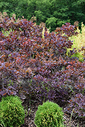 Velveteeny Purple Smokebush (Cotinus coggygria 'Cotsidh5') at English Gardens