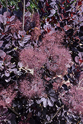 Velveteeny Purple Smokebush (Cotinus coggygria 'Cotsidh5') at English Gardens
