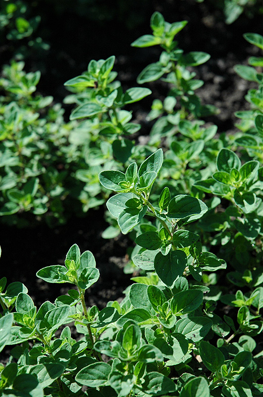 Oregano (Origanum vulgare) in Detroit Ann Arbor Dearborn Royal Oak ...