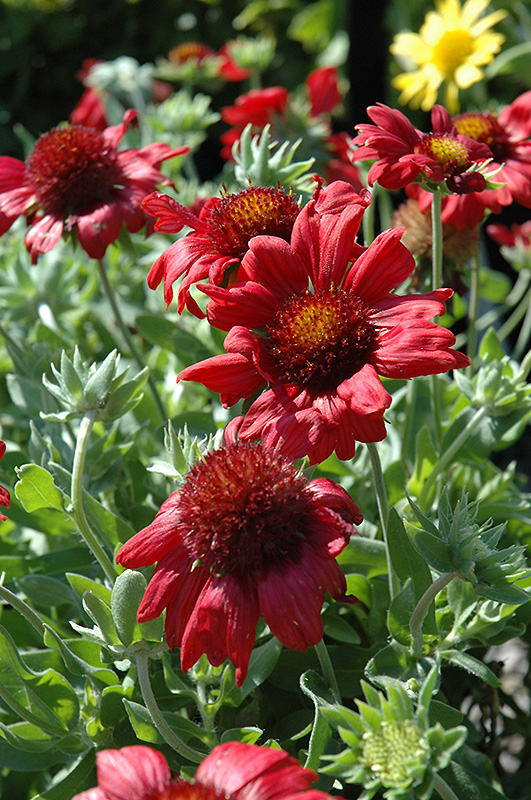 Sunburst Burgundy Blanket Flower (Gaillardia x grandiflora 'Sunburst ...