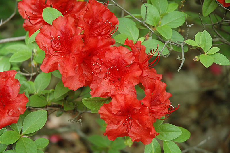 Girard's Hot Shot Azalea (Rhododendron 'Girard's Hot Shot') in Detroit ...